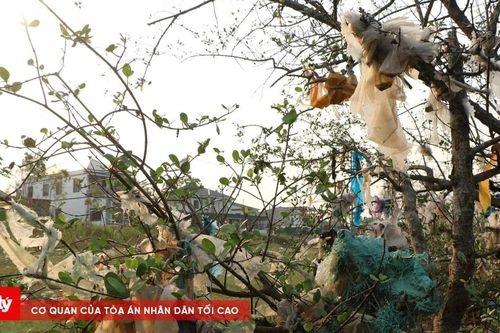 Thu gom rác thải 'bức tử' rừng bần ngập mặn ven sông Lam