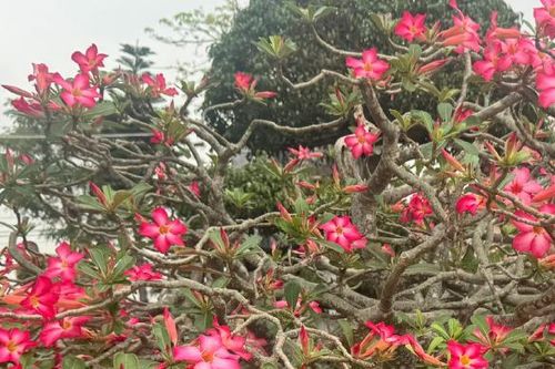 Chất kịch độc với tim, thần kinh có trong loài hoa nhiều người yêu thích