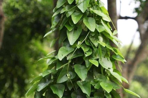 Cây dây leo mọc hoang giúp lợi tiểu, giảm tiểu buốt, tiểu rắt