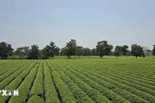 Gia Lai: Giữ 'vùng lõi xanh' ở khu vực Biển Hồ để phát triển du lịch