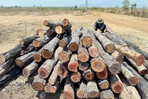 Tăng cường quản lý bảo vệ rừng giáp ranh giữa Đắk Lắk với Gia Lai