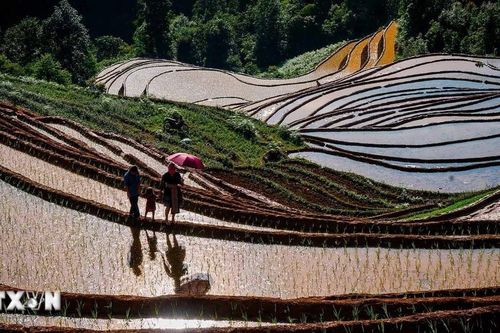 Lần đầu tiên thi đấu Leo ruộng bậc thang mùa nước đổ Lào Cai