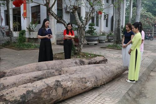 Xác định niên đại của ba cọc gỗ cổ phát hiện tại Ninh Bình