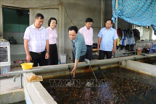 Người nuôi lươn đối mặt nhiều rủi ro khi 'neo' lươn chờ giá tăng