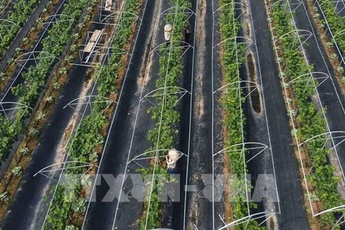 Nông nghiệp Hà Nội tăng tốc, hướng mục tiêu tăng trưởng 3,6%