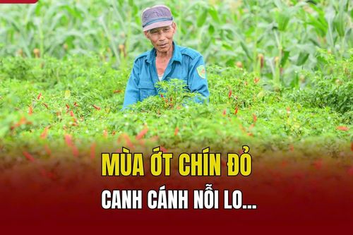 Mùa ớt chín đỏ - canh cánh nỗi lo...