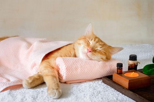 Chi tiền chăm sóc sức khỏe toàn diện cho thú cưng