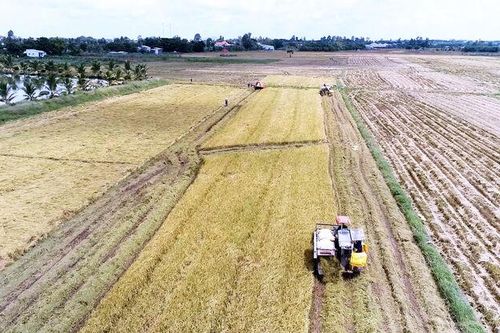 Bình Thạnh Đông đưa nghị quyết vào cuộc sống