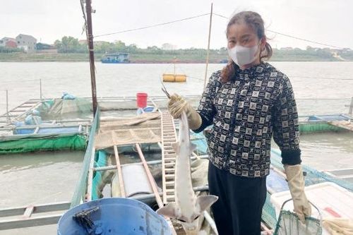 Nhân rộng mô hình nuôi cá tầm trên sông