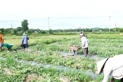Tái cơ cấu cây trồng, tăng hiệu quả sử dụng đất đai