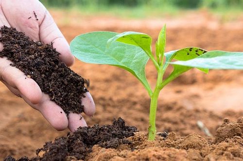 Giá phân bón hôm nay 23/4/2026 neo ở mức cao