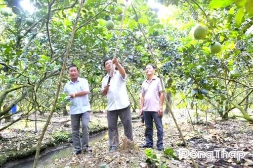 Nông dân Đồng Tháp chủ động 'giữ ngọt' vườn cây