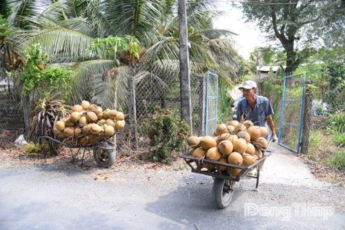 Đồng Tháp: Dừa tươi giá cao