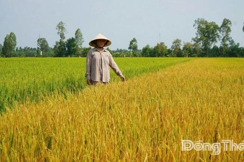 Đồng Tháp: Nhanh chóng làm rõ nguyên nhân vụ lúa bị thiệt hại