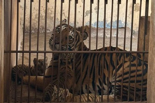 Ba con hổ Bengal vừa chào đời tại vườn thú FLC Zoo Safari Park Quy Nhơn