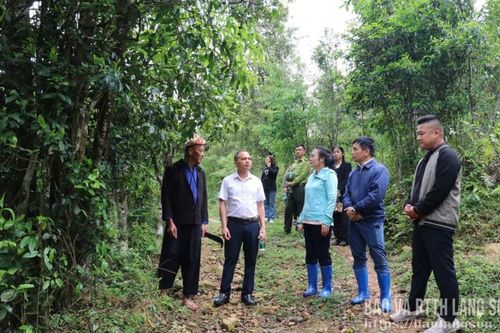 Khảo sát thực trạng công tác bảo tồn, quản lý và phát triển cây chè Shan tuyết tại xã Mẫu Sơn