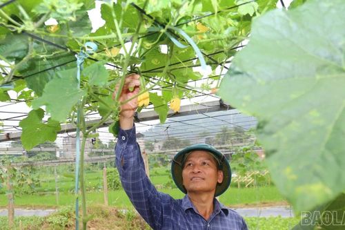 Trái thơm mở lối làm giàu