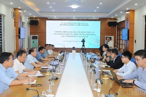Lào Cai làm việc với JICA chuẩn bị triển khai Dự án REDD+ từ nguồn vốn GCF