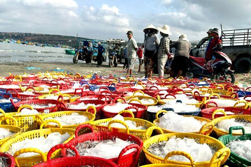 'Lóng' cá cơm bất ngờ ở Mũi Né