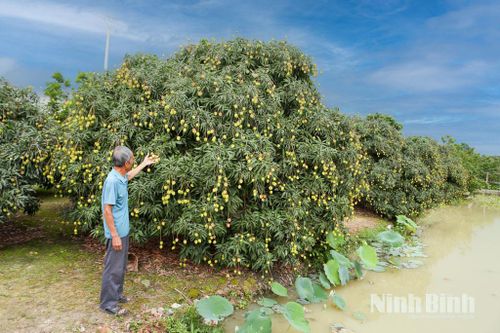 Nâng cao giá trị sản phẩm vải lai u trứng tại phường Nguyễn Úy