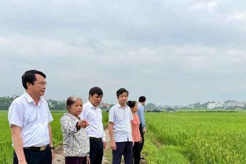 Xã Hợp Lý đánh giá mô hình trồng lúa thảo dược