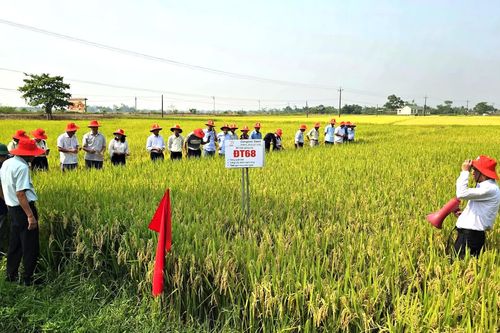 Giống lúa thuần ĐT68 cho năng suất gần 84 tạ/ha