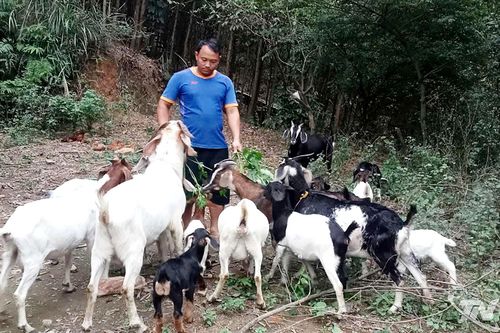 Nuôi dê tạo sinh kế cho người dân Mỏ Chì