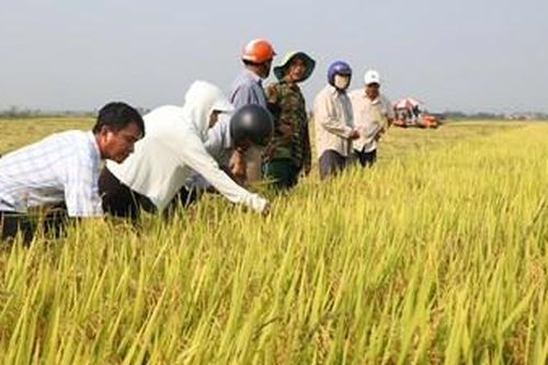 Sản xuất lúa theo hướng phát thải thấp