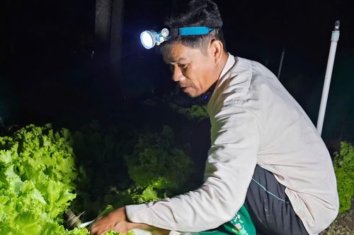 Sáng đèn thu hoạch rau đêm