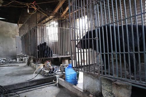 Nghệ An: Một gia đình tự nguyện chuyển giao 2 cá thể gấu ngựa nuôi nhốt