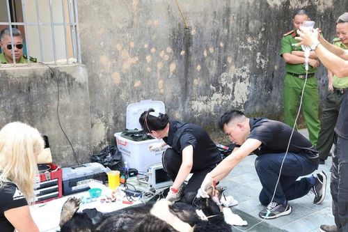 Người dân Nghệ An tự nguyện chuyển giao 2 cá thể gấu