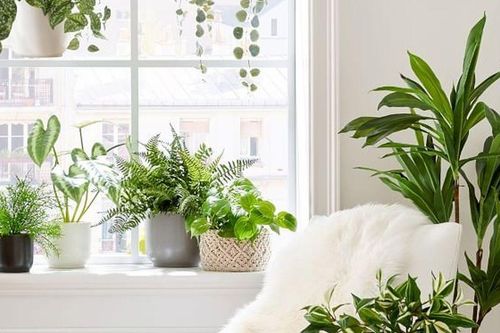 Top những loại cây không chỉ đẹp mà còn là 'bác sĩ tinh thần' tại nhà