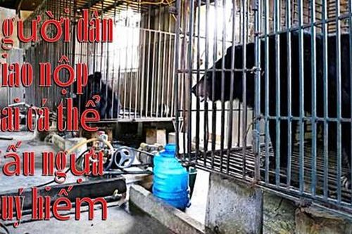 Clip người dân giao nộp 2 cá thể gấu ngựa 'khủng' nuôi nhốt hơn 20 năm