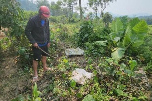 Nghi vấn 6 con trâu bị đầu độc chết trong rừng