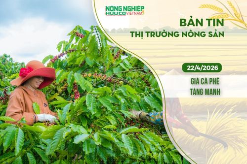 Thị trường nông sản 22/4/2026: Giá cà phê tăng mạnh
