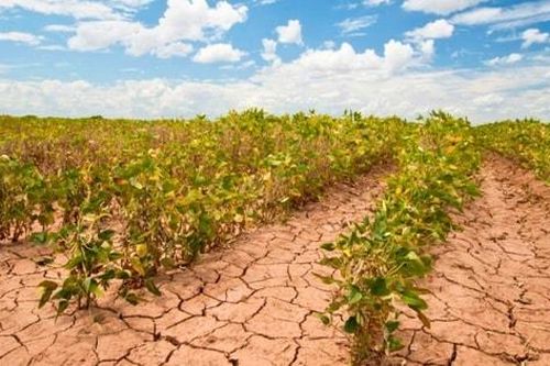 Liên hợp quốc: Nắng nóng cực đoan đe dọa an ninh lương thực toàn cầu