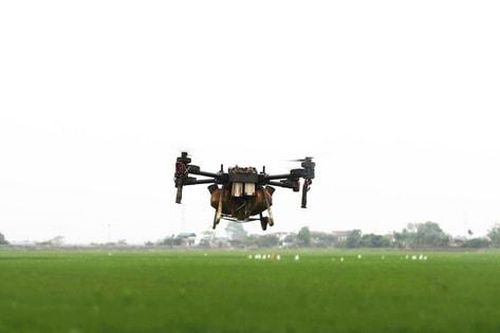Nông dân sử dụng drone phun thuốc bảo vệ lúa