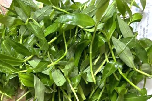 Loại cỏ dại mọc nhiều sau mưa, chế biến đủ món ngon giúp bổ phổi, giải nhiệt ngày hè tốt