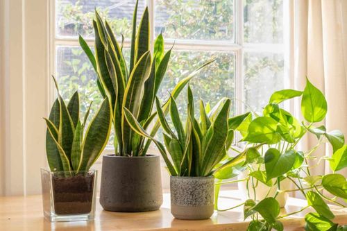Lời khuyên cho những gia đình trồng cây lưỡi hổ