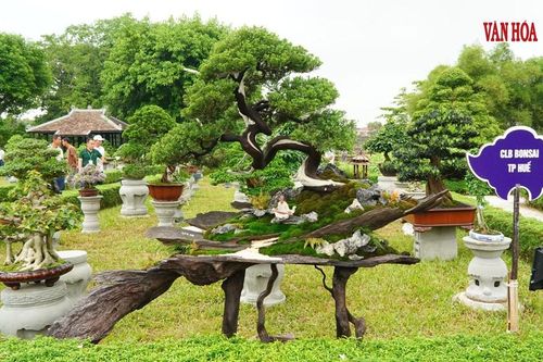 Hàng nghìn tác phẩm phong lan, cây kiểng ba miền hội tụ tại Đại Nội Huế