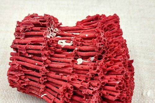 Cấu trúc kỳ lạ của sinh vật có vẻ ngoài giống hệt đàn organ