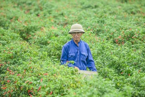 Thanh Hóa: Giá ớt bất ngờ lao dốc mạnh