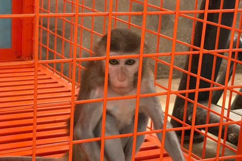 Phát hiện khỉ vàng thuộc nhóm nguy cấp bị nuôi nhốt trái phép ở Phú Thọ