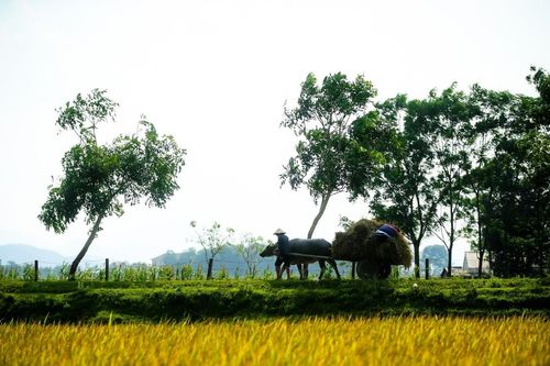 Chi 1,4 tỷ mua đất lúa vì một câu nói, 2 người Hải Phòng chật vật đòi lại tiền