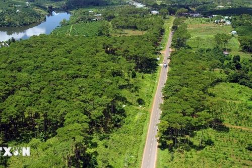 Chuyển gần 83ha rừng thông ba lá ở Măng Đen làm Khu đô thị số 1