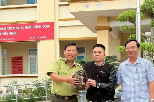Quảng Trị tiếp nhận một cá thể tê tê quý hiếm từ người dân