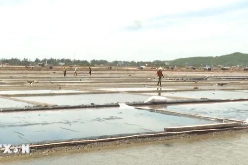 Tái khởi động dự án bảo tồn đồng muối Sa Huỳnh gắn với du lịch cộng đồng