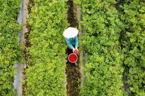 Từng là thứ quả 'hái ra tiền' khi giá cao kỷ lục, nay chín đỏ đồng không ai buồn hái