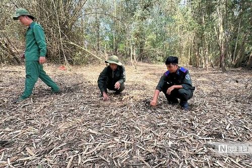 Canh lửa mùa khô: Giữ bình yên rừng Tràm Chim, Gò Tháp