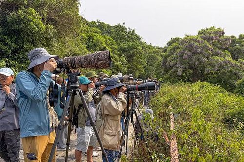 Giới nhiếp ảnh đổ về Sơn Trà săn thàn mác tím